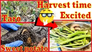 Taro and sweet potato harvest.