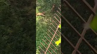 Сафари парк ❗️в ТАЙГАНЕ такого не увидишь