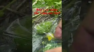 Trồng dưa hấu chuẩn oganic - Thử bao dưa tránh sâu - Dưa bị hầm và lâu lớn 
