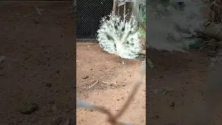 peacock birds 😍 
