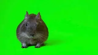 Mouse Green Screen And Learn Name - [ KIDS ] - Green Screen For Kids