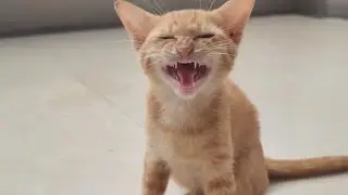 Every Cat Person Would Fall In Love With This Orange Cat