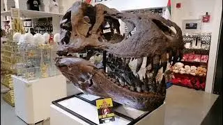 Dinosaur skull at Souq Al Jami' at Sheikh Zayed Mosque in Abu Dhabi 23.02.2023