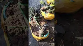 Lô cẩm thị bim bim tiểu học giao lưu cả nhà 4/4 LH 0366169369 zalo