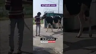पहिलारू कालवड विक्रीसाठी उपलब्ध आहे #hf_cow #सांगोला_बाजार #shortsviral