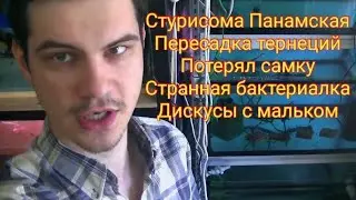 Плохие и Хорошие новости. Осторожно Халамид