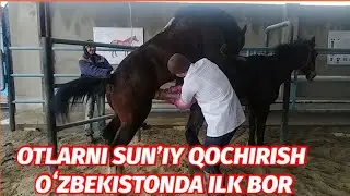 OTLARNI SUNIY QOCHIRISH OʻZBEKISTONDA ILK BOR