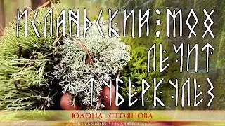 Лекарство от ТУБЕРКУЛЕЗА Эффективное средство. Исландский мох