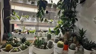КОМНАТНЫЕ РАСТЕНИЯ.ВСЕ МОИ СУККУЛЕНТЫ И КАКТУСЫ 
