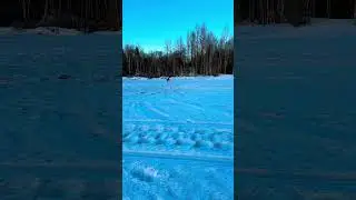 Hungry Eagle takes a fish!    #eagles #fishing #alaska #icefishing