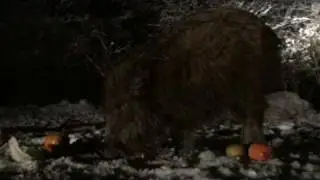 Wild boar piglet (Sus scrofa)