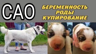 Dog kennel | Pregnancy - Childbirth - Cupping