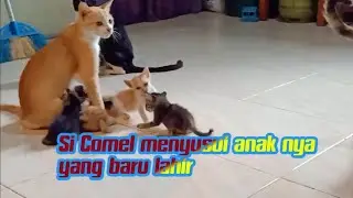 Si COMEL sedang menyusui anak nya yang baru lahir -KUCING-
