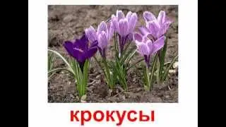 Презентация для детей по Доману. Растения цветы 2