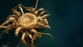 Prosumer Lensbong Indo Macro Phone Lens Samples