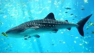 Nature Documentaire  Francais  Les TSUNAMIS►les vagues dévastatrices►{Documentaire français HD}