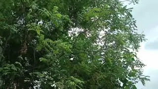 కోయిల గానం వినండి ఫ్రెండ్స్ 😍😍