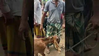আজ ছাগলের দাম অনেক কম #ছাগলের_হাট #sagoler_khamar