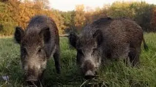 Chasse Grand Gibier: Tir de 2 sangliers