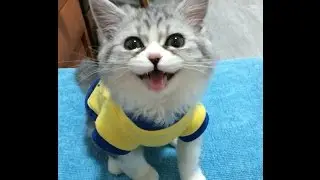 고양이 울음소리 퇴근을 방기는 고양이
