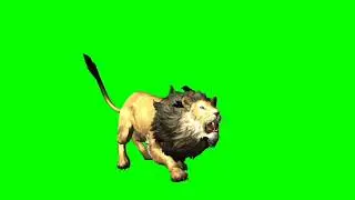 Lion // Pounce attack lion // Lion pounce attack // Lion attack // 