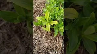 Пестролистные радости в саду 