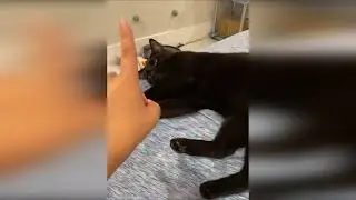 funny cats home alone