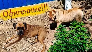 Собака породы шарпей и немецкий боксер ОФИГЕННЫЕ!!!