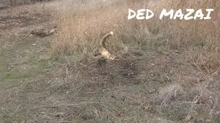 Охота на лису капканами