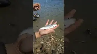 как мы ловим воблу в запрет