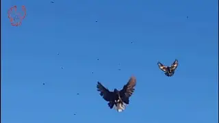 Уже не то, но ещё не это.