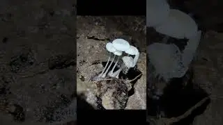 Cueva Calera para móvil
