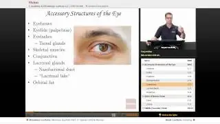 "Vision" | Anatomy & Physiology with Educator.com