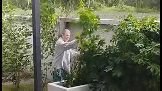 Early harvest, due to windy thunderstorm last night