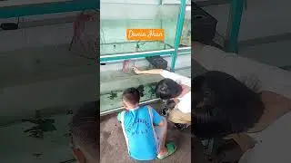 Dunia Ikan