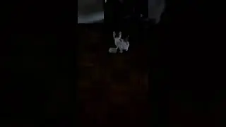 Мой кот играется