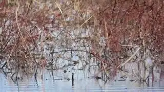 Airgun Hunting Duck Amazing shots with Hunting Video  By The Pakistani Hunter