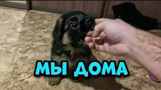 Хазар- щенок немецкой овчарки || мы дома