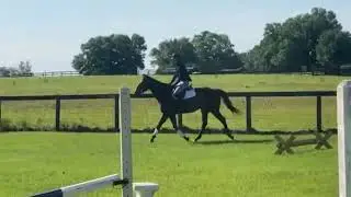 VOLAIZE - Adoptable Thoroughbred Gelding - New Vocations Racehorse Adoption Program