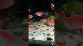 Cute fish aquarium