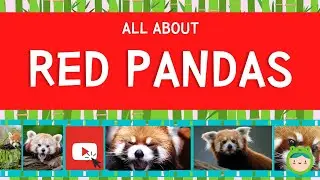 All about the Red Panda 🐼 | Fun English Lesson for ESL, ELL, KIDS 🎉
