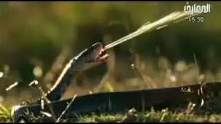 أفعى الكوبرا تهزم صقرا دون أن تلمسه