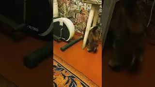 Котик играет