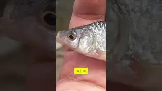 Амурский чебачок - опасность для наших водоемов  