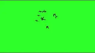 Birds Flying Green Screen Video HD   BIRDS   Chroma Key   NO COPYRIGHT | Thanks For Watching 14