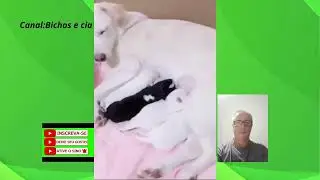 Video de animais e aves