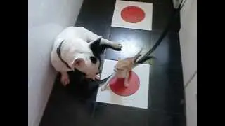 El Perro y el gato.