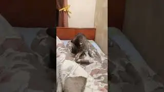 Утренняя подготовка к новому дню 1#сентября