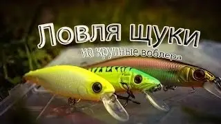 Ловля щуки на крупные воблера