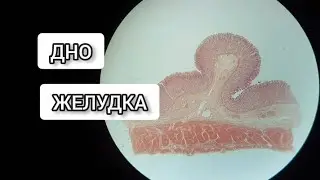 FUND OF THE STOMACH